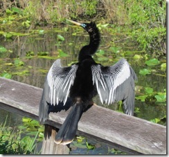 Cormorant drying his wings on the Anhinga Trail