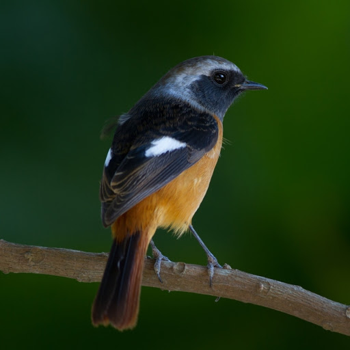 Hd-181241-ascw181241