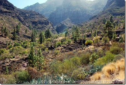 6736 Carrizal Tejeda-La Aldea(Barranco Vigaróe) 6736 Carrizal Tejeda-La Aldea(Barranco Vigaróe)