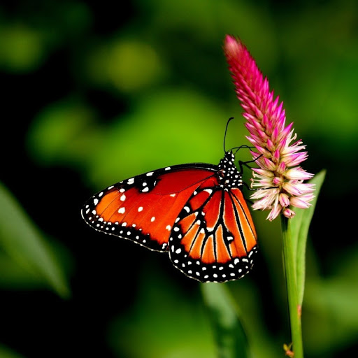 Hd-184278-ascw184278