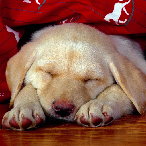 Hd-137600-ascw137600