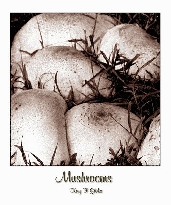 [mushrooms%255B4%255D.jpg]