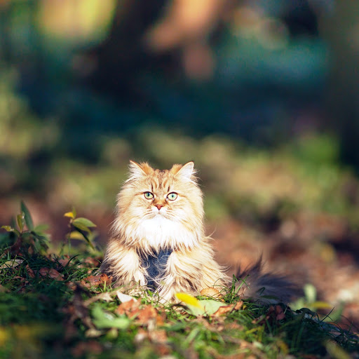 Hd-142016-ascw142016