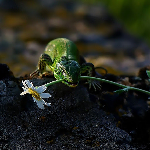 Hd-138014-ascw138014