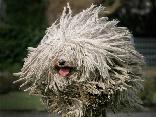 [httpdogpic.com_.uavolosataya-i-smeshnaya-puli%255B3%255D.jpg]