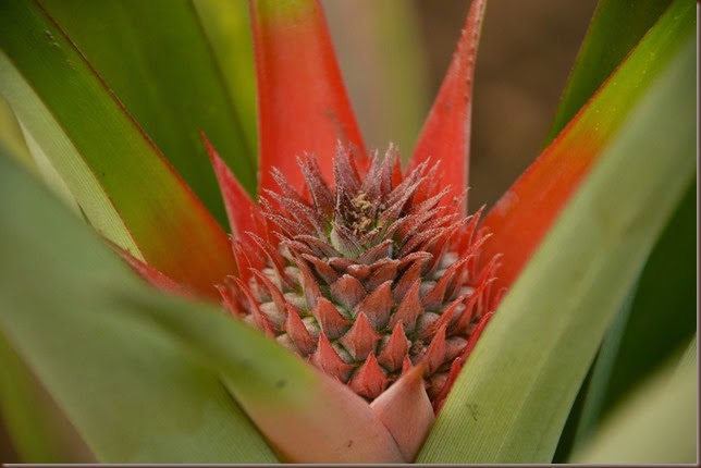 Ananas comosus (L.) Merr. Bromeliaceae Pineapple 3