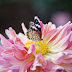 D FA マクロ 100mm F2.8 WR
