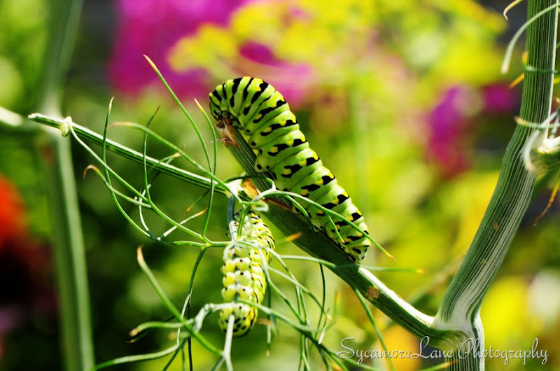 swallowtail caterpillar-2