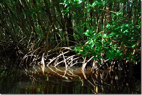 Mangrove-Roots