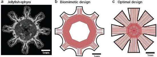 Biorrobô Água-viva artificial movimenta-se com células cardíacas 1 Biorrobô Água-viva artificial movimenta-se com células cardíacas 1