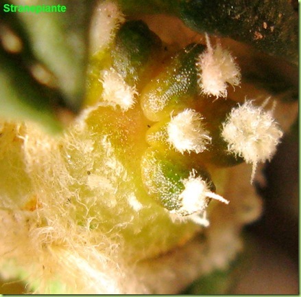 Ariocarpus kotschoubeyanus innestato pollona
