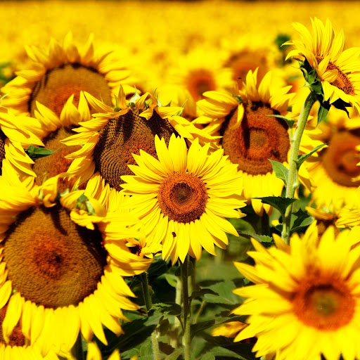 Hd-171871-ascw171871