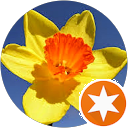 Daffodil 26