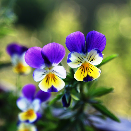 Hd-142241-ascw142241