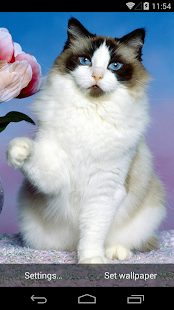 Cute Cats Live Wallpapers(圖7)-速報App