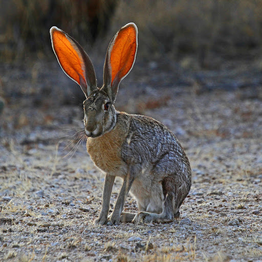 Hd-181145-ascw181145