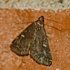 Smoky tetanolita moth