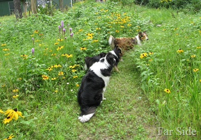 The dogs on the Wildflower path
