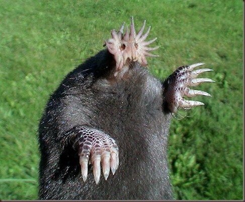 Amazing Animal Pictures Star Nosed Mole (4)