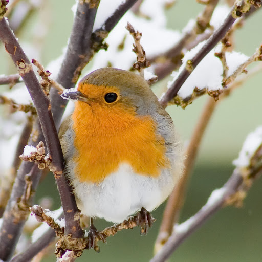 Hd-163664-ascw163664