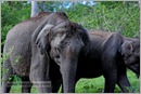 _P6A1738_wild_elephants_mudumalai_bandipur_sanctuary 