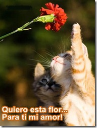 Gato-enamorado