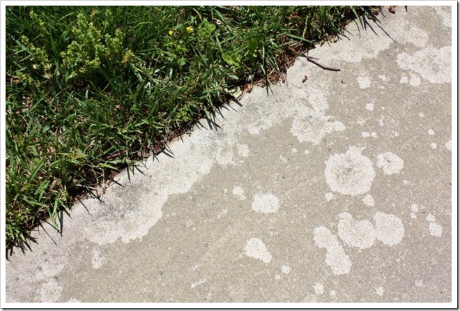 affects of fertilizer on sidewalk