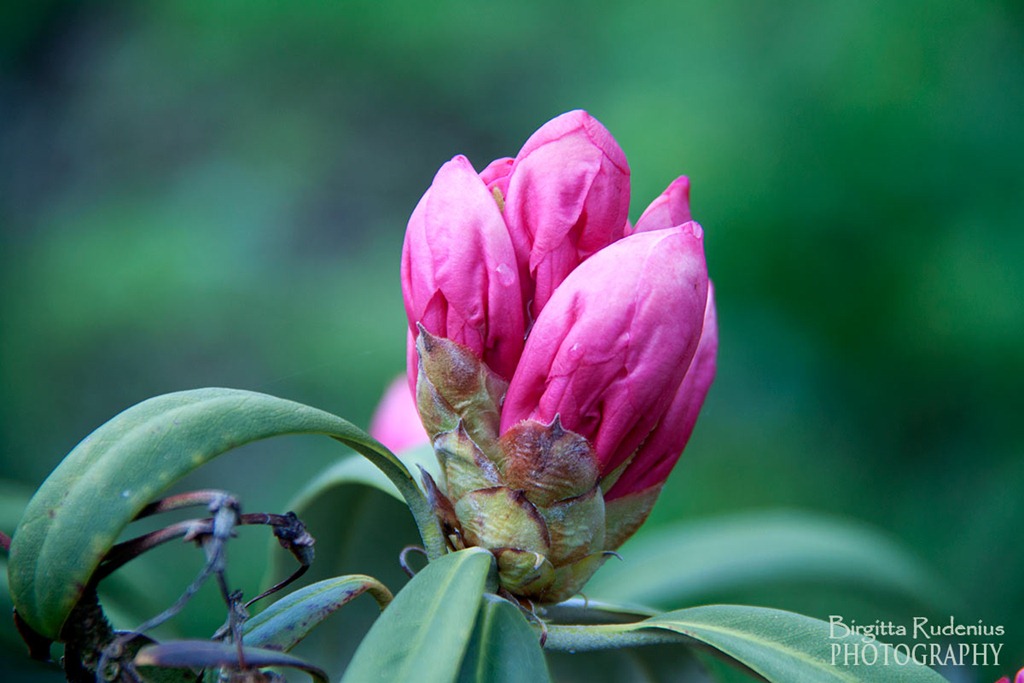[blom_20120516_rhododendron2%255B2%255D.jpg]