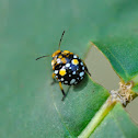 Sting Bug Nymph