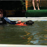 Dogdiving