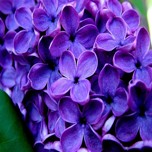 Hd-171993-ascw171993