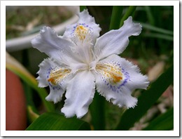 800px-Iris_japonica1_flower