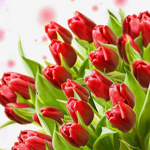 Hd-161935-ascw161935