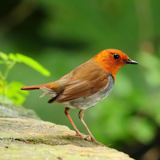 Hd-178650-ascw178650