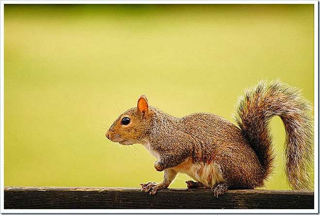 public-domain-pictures-squirrel-1 (281)