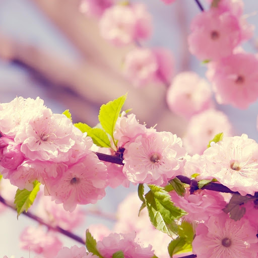 Hd-171710-ascw171710