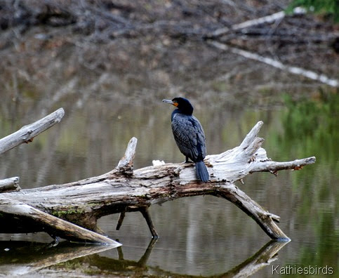 2. cormorant-kab