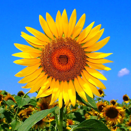 Hd-152301-ascw152301