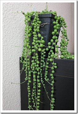 succulents and more string