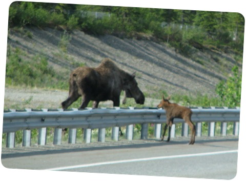 Baby Moose Crossing Road-2