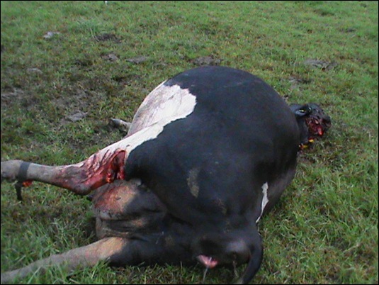 tsitsikamma cattle mutilations Bakkes Farm April 7 2012