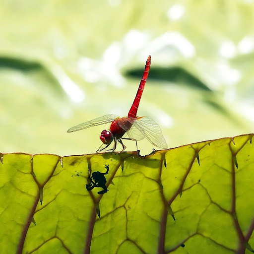 Hd-142580-ascw142580