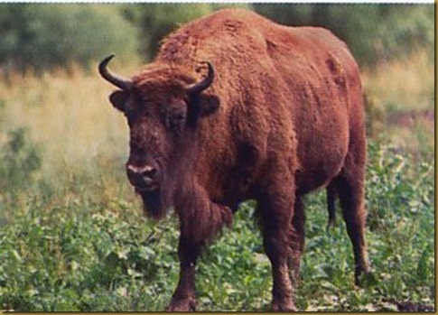 Bisonte Europeo
