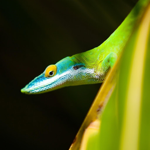 Hd-170458-ascw170458