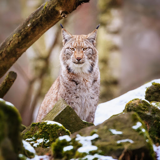 Hd-177530-ascw177530