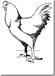 Belajar Mewarnai Gambar Ayam Sbk Kelas 2 Sd Negeri 1