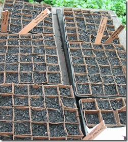 Brocolli, parsnip and chinese cabbage seedlings just planted into fibre pots in mid-winter