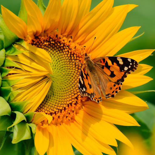 Hd-171281-ascw171281