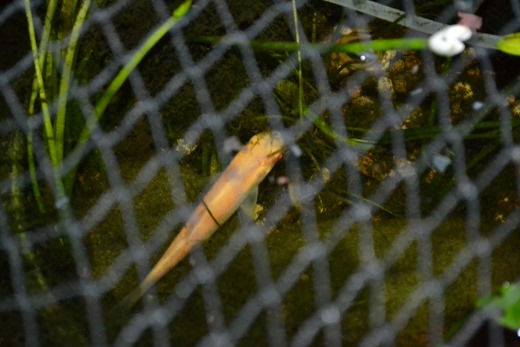 Albino grass carp - pictured at night