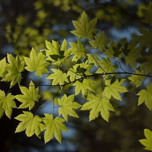 Hd-179966-ascw179966